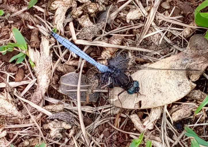 KFEET at 15: Biodiversity at Karura – Minibeasts Monday!