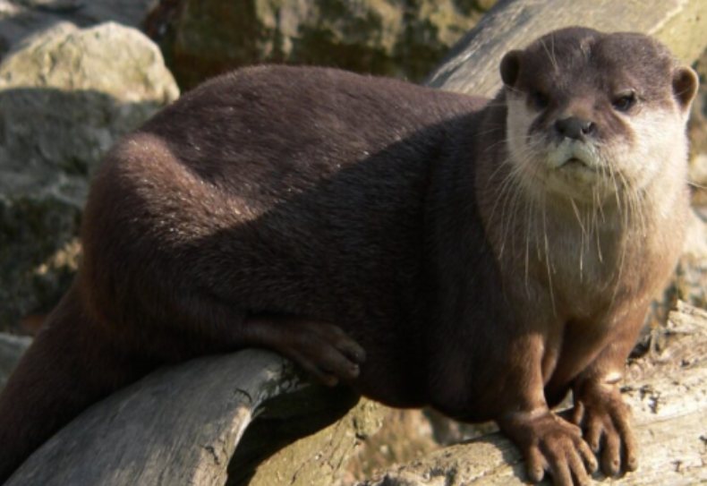 World Otter Day – Karura’s African Clawless Otters
